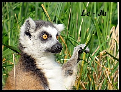 lemur-2