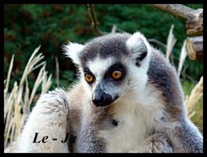 lemur-3.jpg